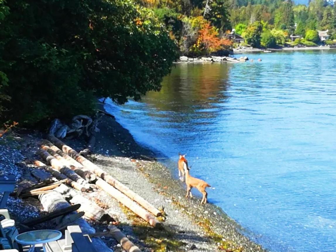 Walkon Waterfront Castle Cove Inn Chemainus Ngoại thất bức ảnh